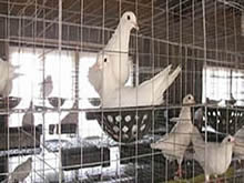 Poultry Welded Wire Mesh